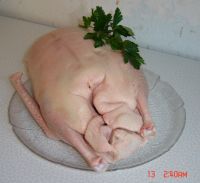 klicken Sie hier um das
Bild grösser anzuzeigen gans_gewaschen2.jpg