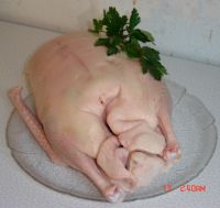 klicken Sie hier um das
Bild grösser anzuzeigen gans_gewaschen3.jpg