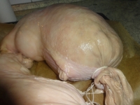klicken Sie hier um das
Bild grösser anzuzeigen saumagen_maronen028.jpg