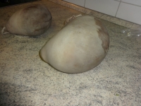 klicken Sie hier um das
Bild grösser anzuzeigen saumagen_maronen033.jpg
