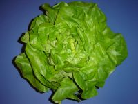 kopfsalat001.jpg